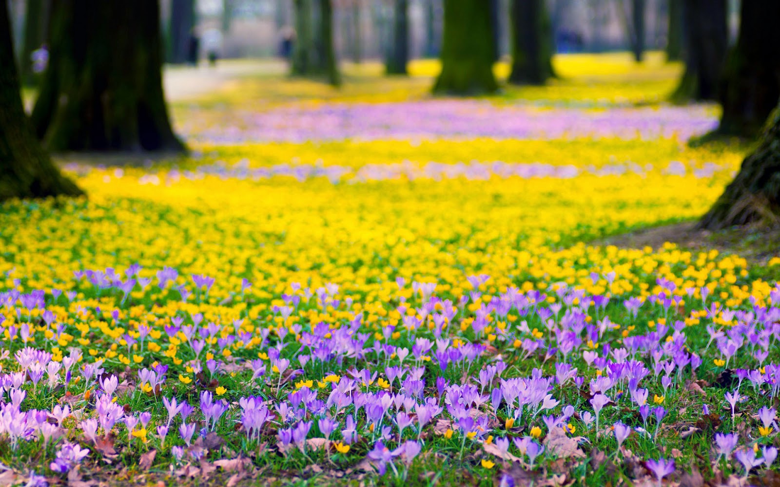 foto lente wallpapers hd lente achtergronden 08 veld bomen boemen gele paarse krokussen
